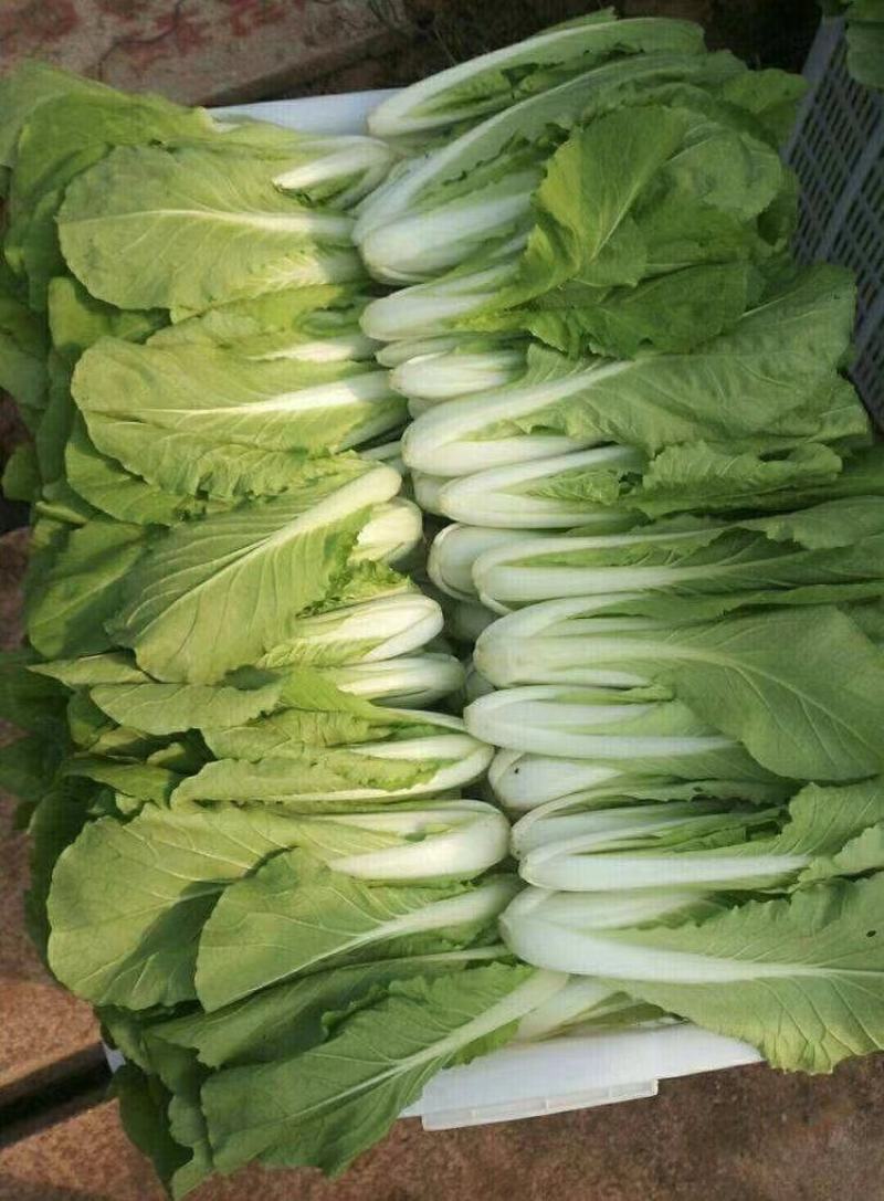 精品快菜小白菜，货源充足，品质保证，欢迎客商来选购