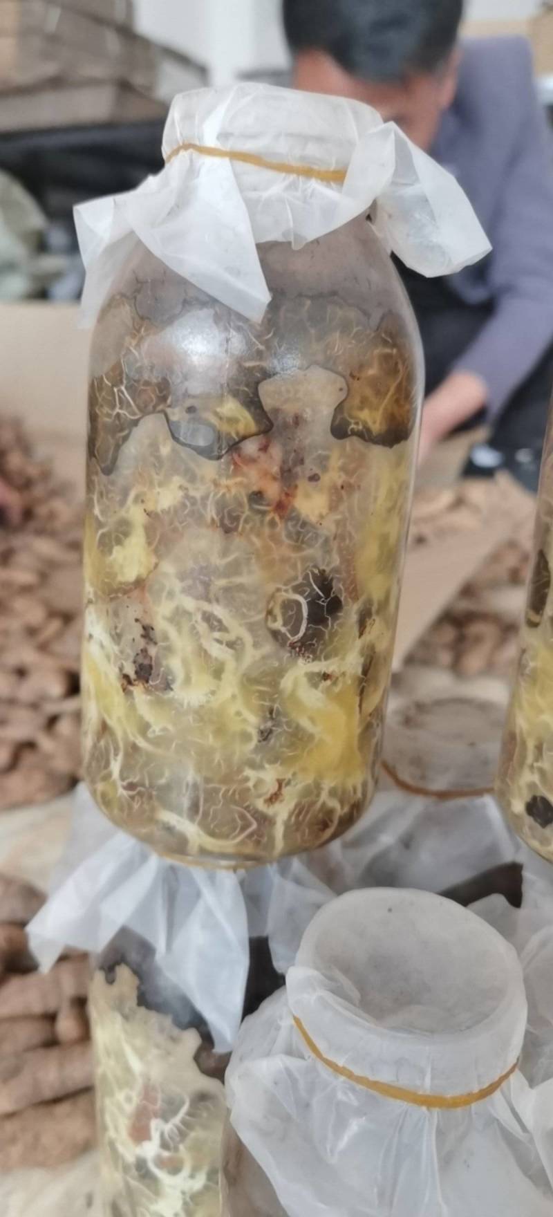 天麻猪苓蜜环菌萌发菌种花粉蒴果菌种新鲜天麻种子产地直销包
