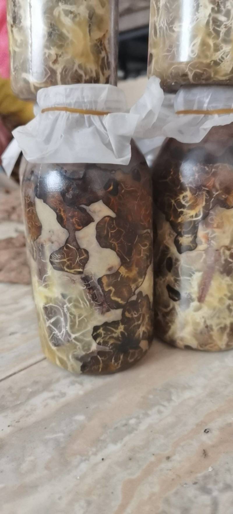 天麻猪苓蜜环菌萌发菌种花粉蒴果菌种新鲜天麻种子产地直销包