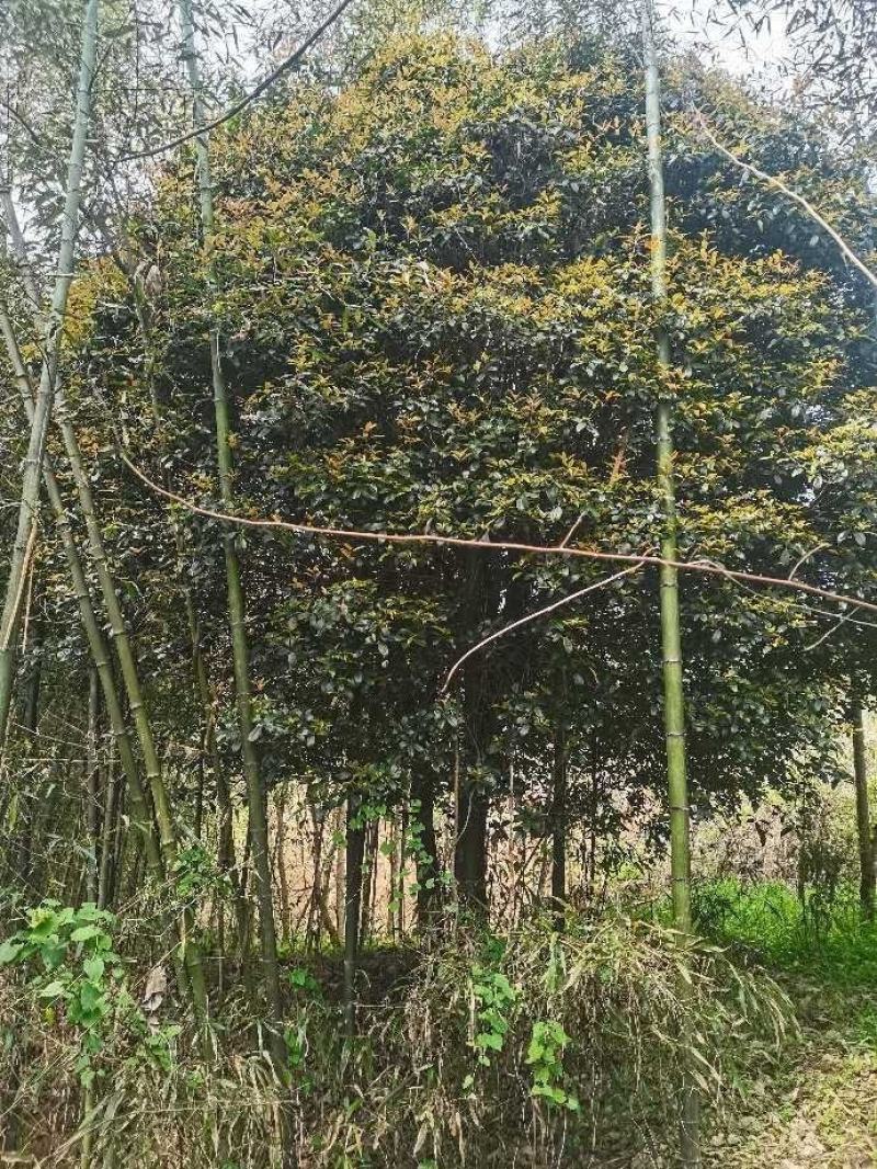 信海林园苗木基地大量供应