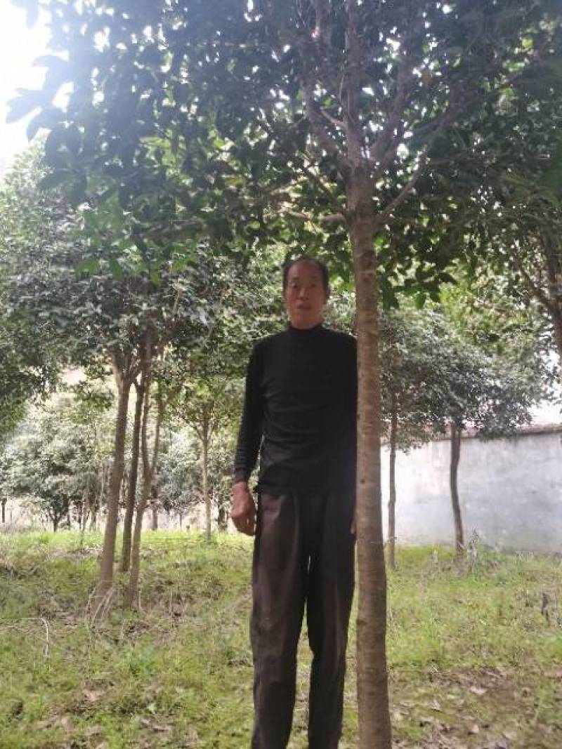 信海林园苗木基地大量供应