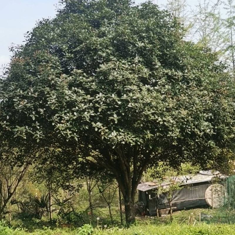 信海林园苗木基地大量供应