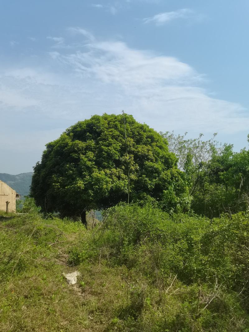 信海林园苗木基地大量供应