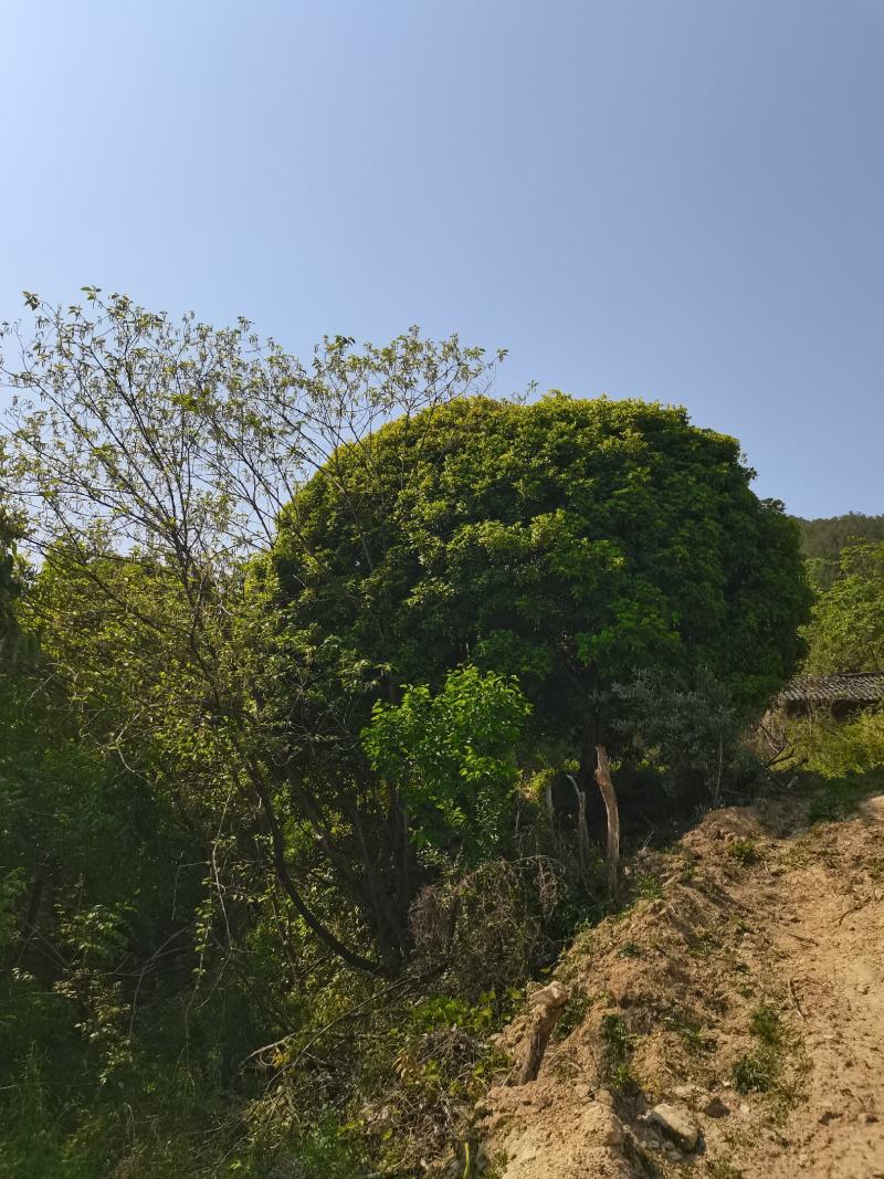 信海林园苗木基地大量供应