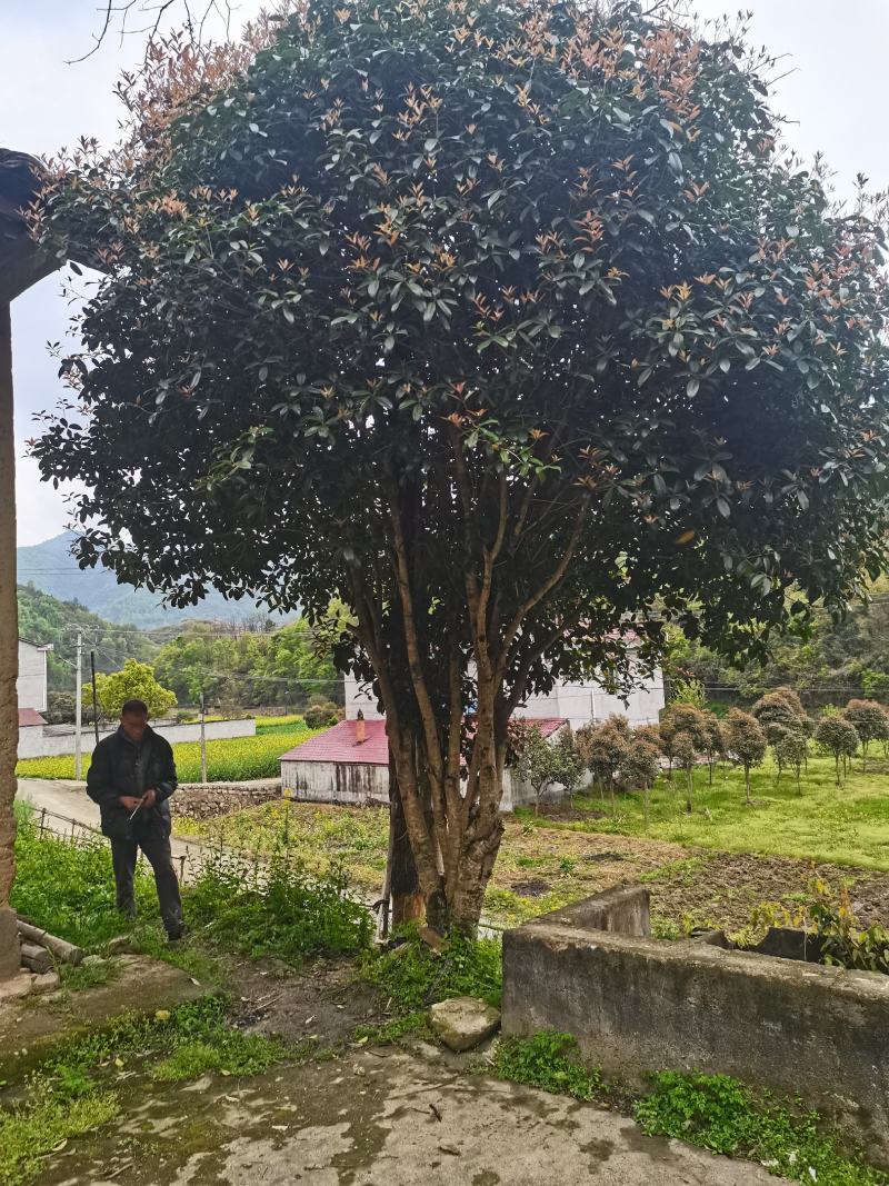 信海林园苗木基地大量供应