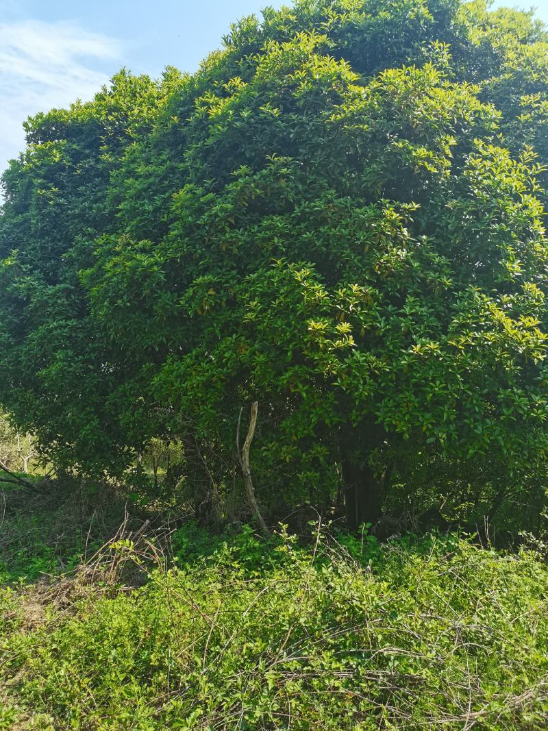 信海林园苗木基地大量供应