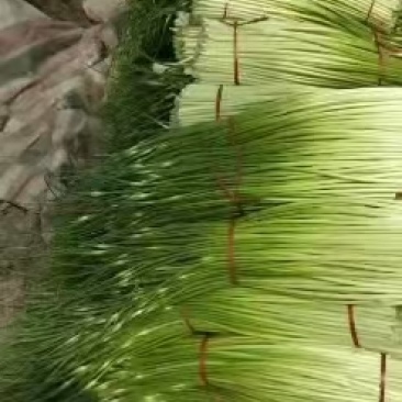 黄瓜，蒜薹