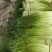 黄瓜，蒜薹