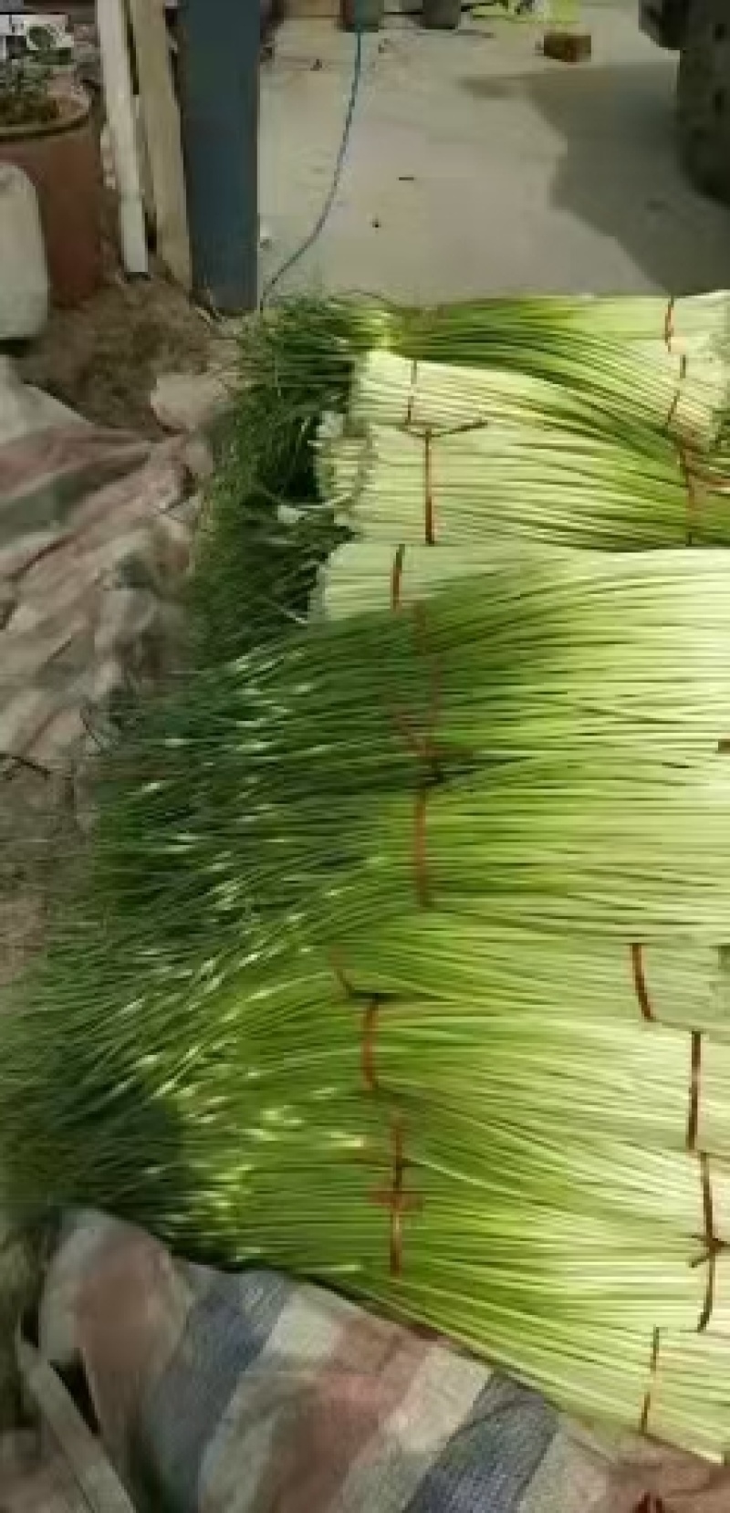 黄瓜，蒜薹
