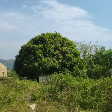 信海林园苗木基地大量供应