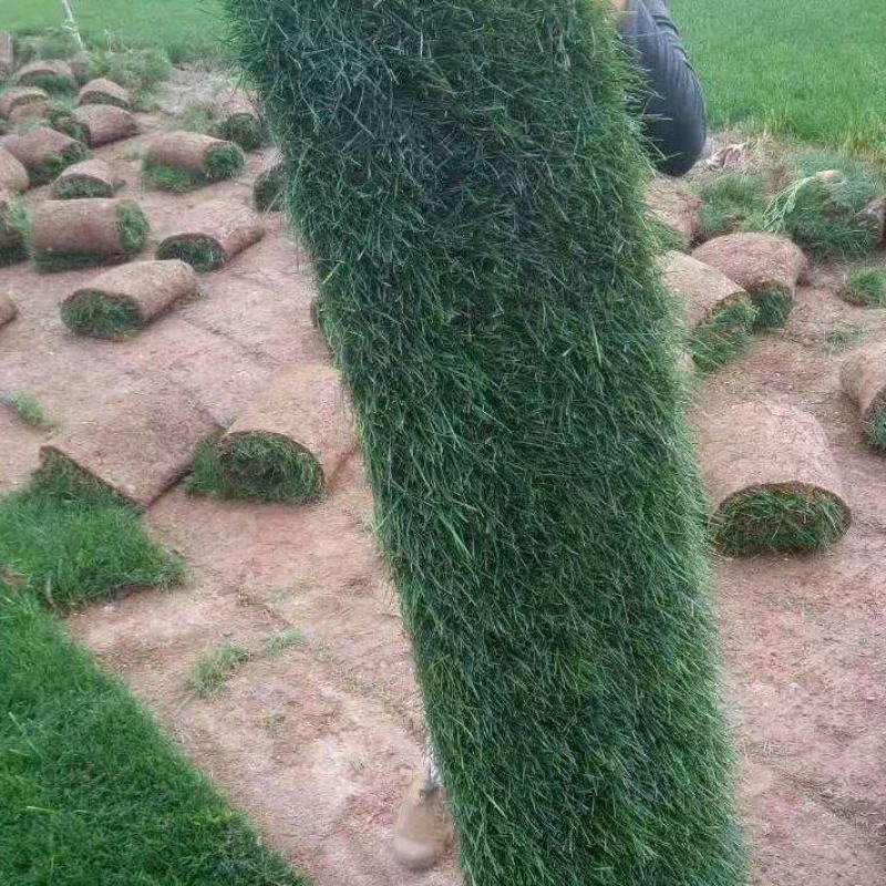 草坪草，草坪草-马尼拉草坪