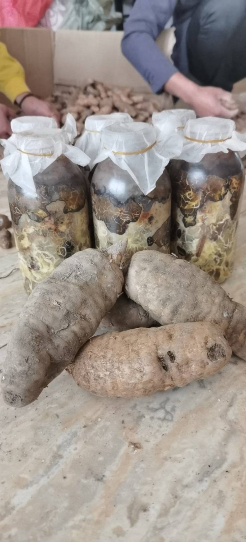 天麻猪苓蜜环菌萌发菌种花粉蒴果菌种新鲜天麻种子产地直销包