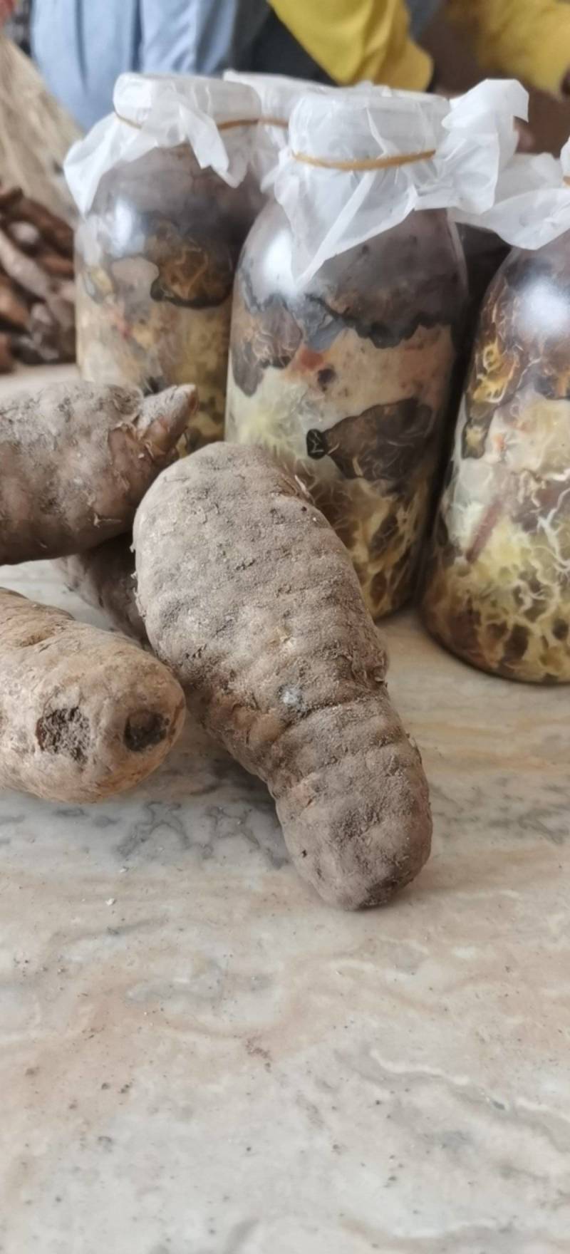 天麻猪苓蜜环菌萌发菌种花粉蒴果菌种新鲜天麻种子产地直销包