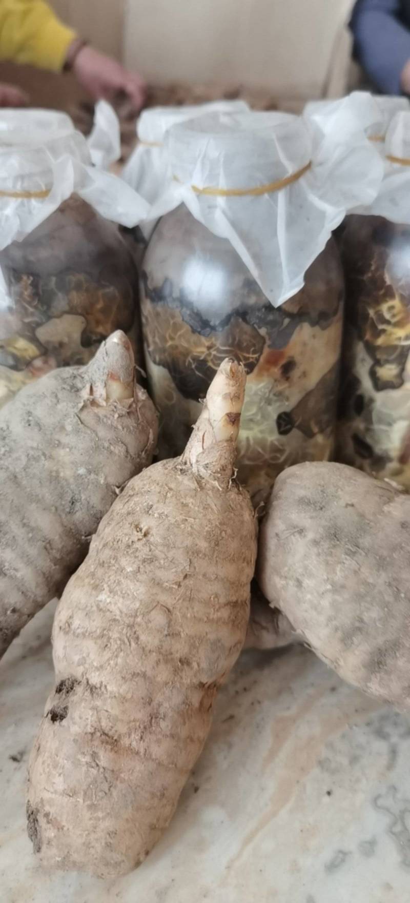 天麻猪苓蜜环菌萌发菌种花粉蒴果菌种新鲜天麻种子产地直销包