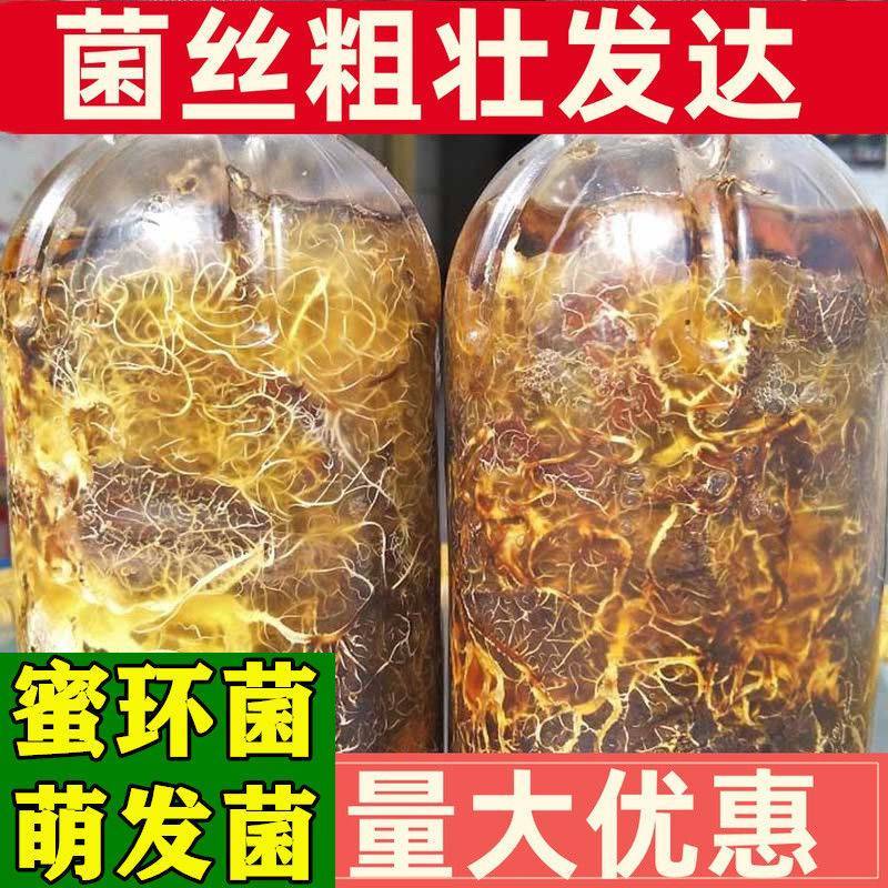 天麻猪苓蜜环菌萌发菌种花粉蒴果菌种新鲜天麻种子产地直销包
