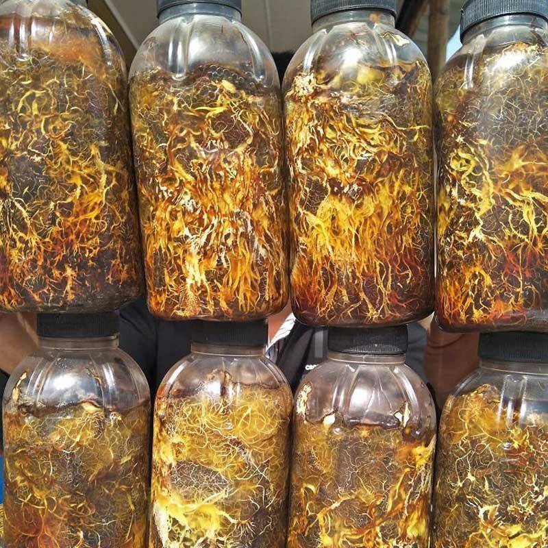 天麻猪苓蜜环菌萌发菌种花粉蒴果菌种新鲜天麻种子产地直销包