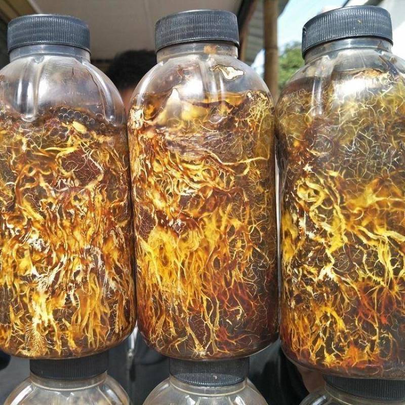 天麻猪苓蜜环菌萌发菌种花粉蒴果菌种新鲜天麻种子产地直销包