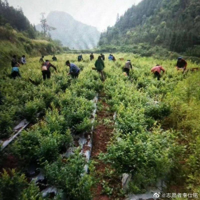 2022莓茶新品。基地直发，品质保证。养生茶。