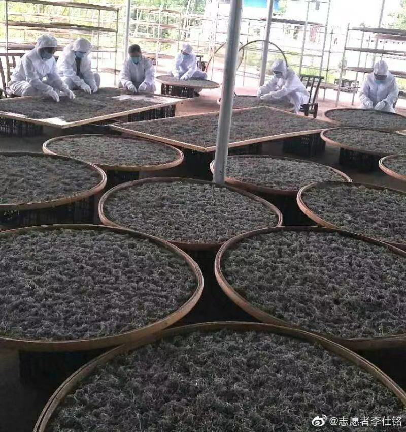 2022莓茶新品。基地直发，品质保证。养生茶。