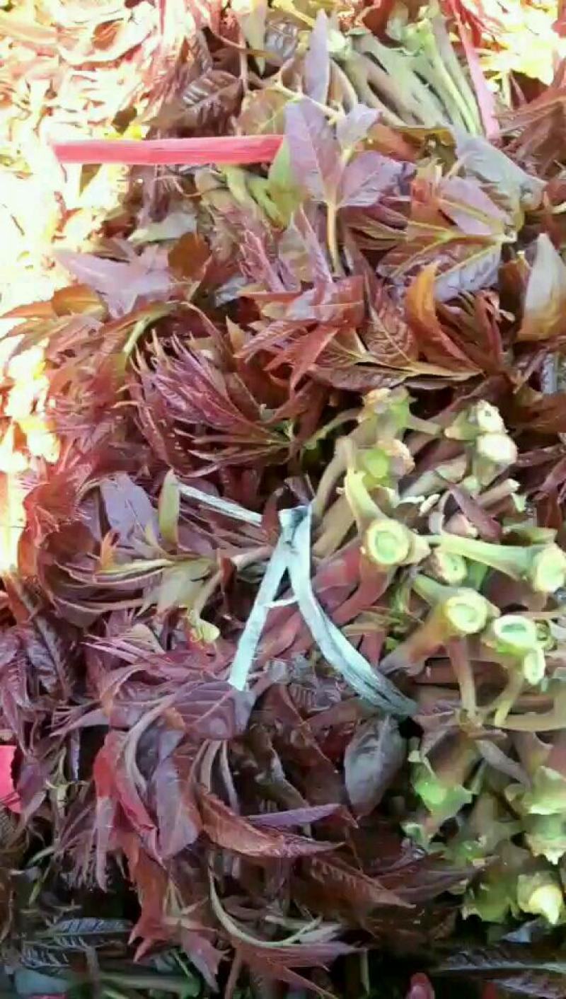 香椿芽