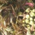 香椿芽