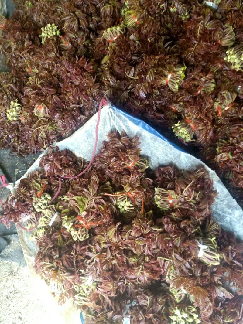 香椿芽