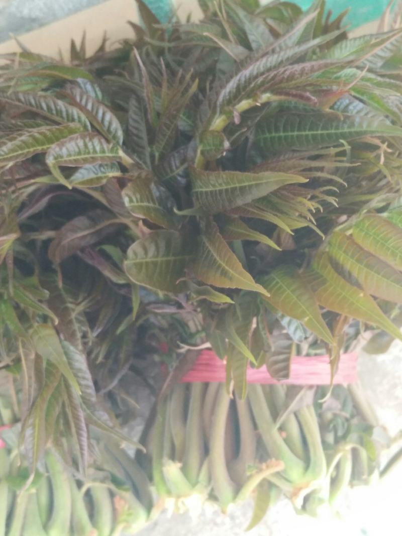 香椿芽