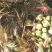 香椿芽