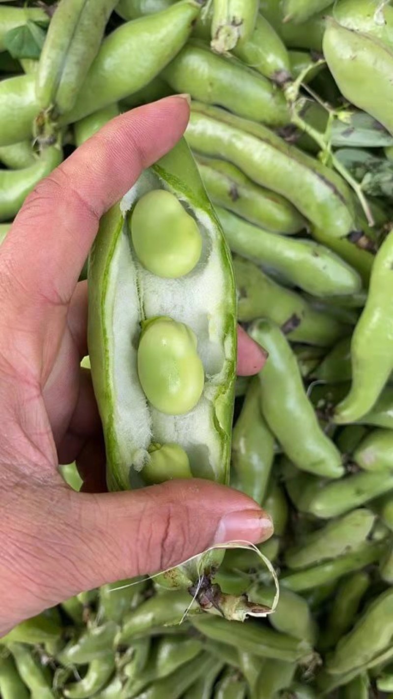 蚕豆