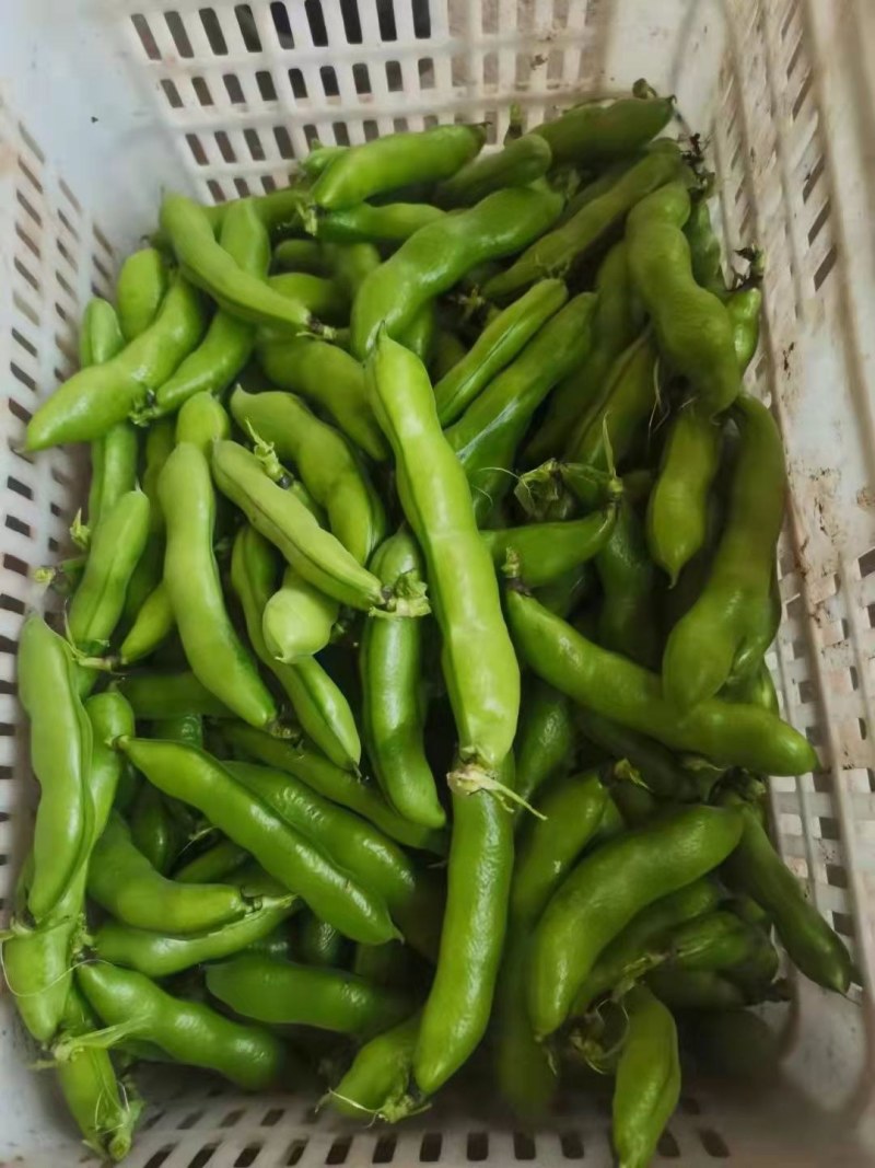 蚕豆