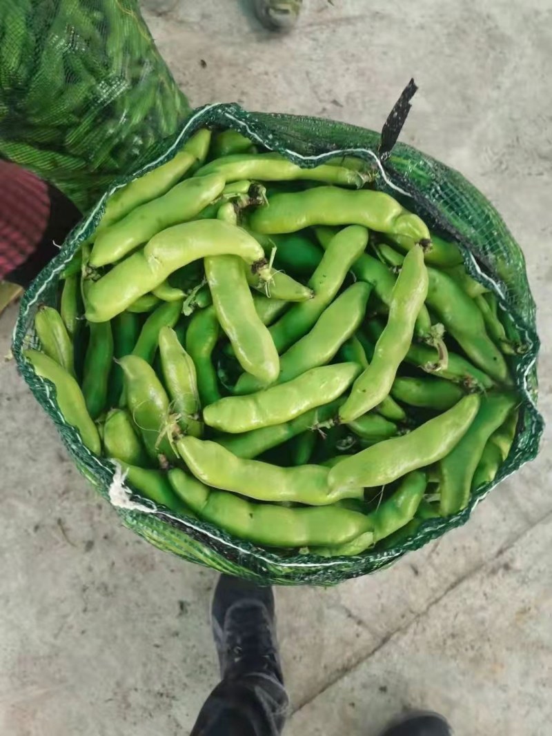 蚕豆