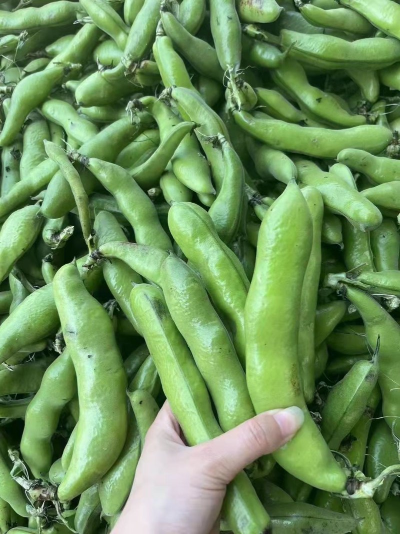 蚕豆