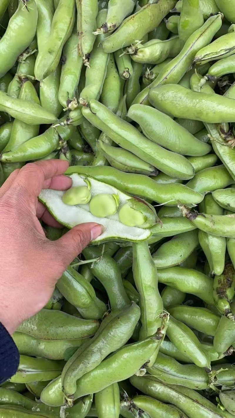 蚕豆