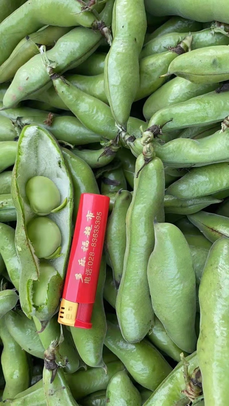 蚕豆
