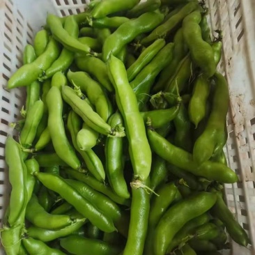 蚕豆