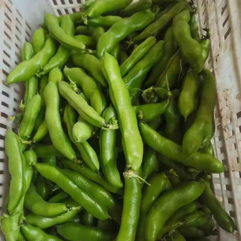 蚕豆