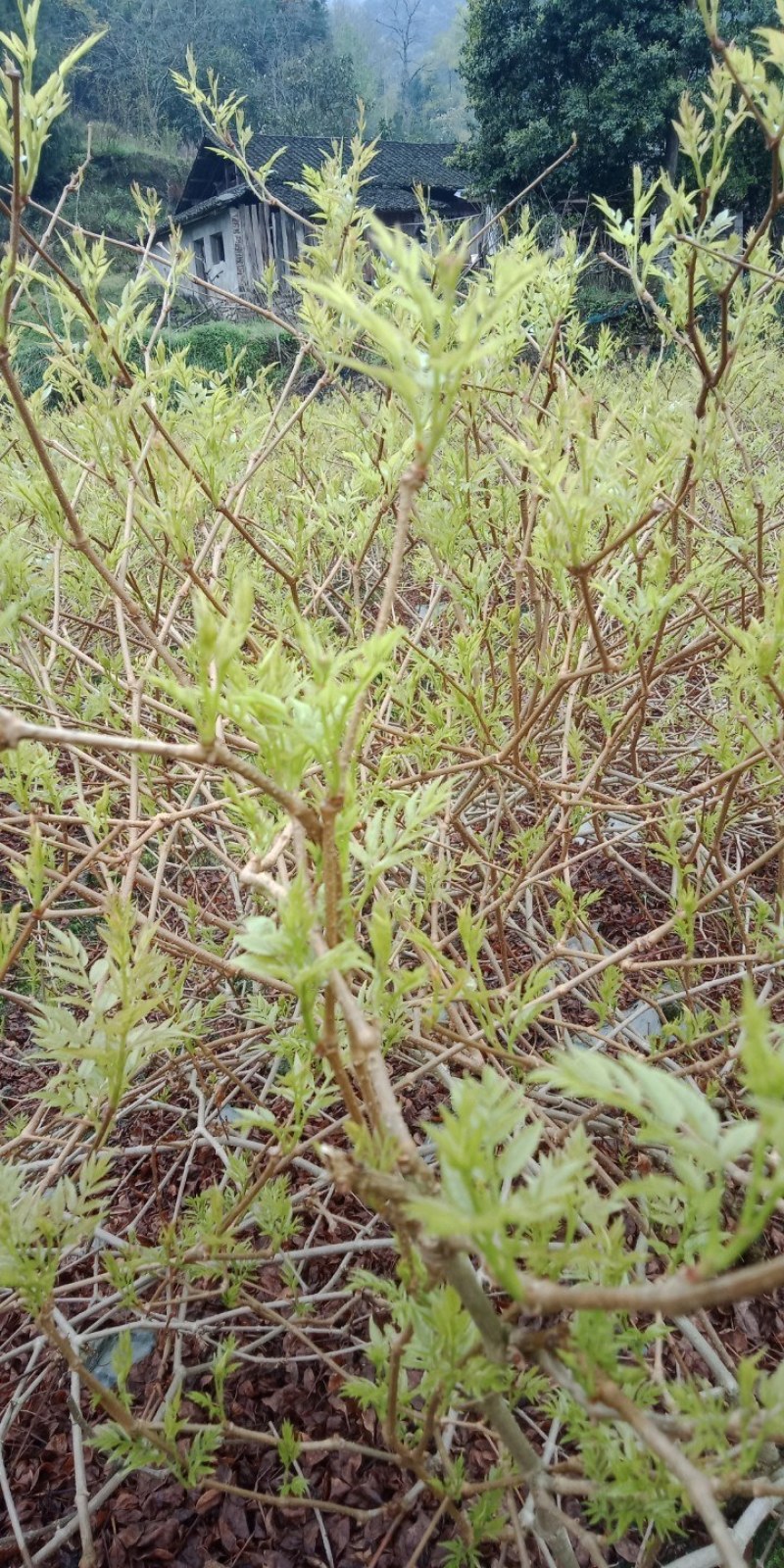 我想卖莓茶