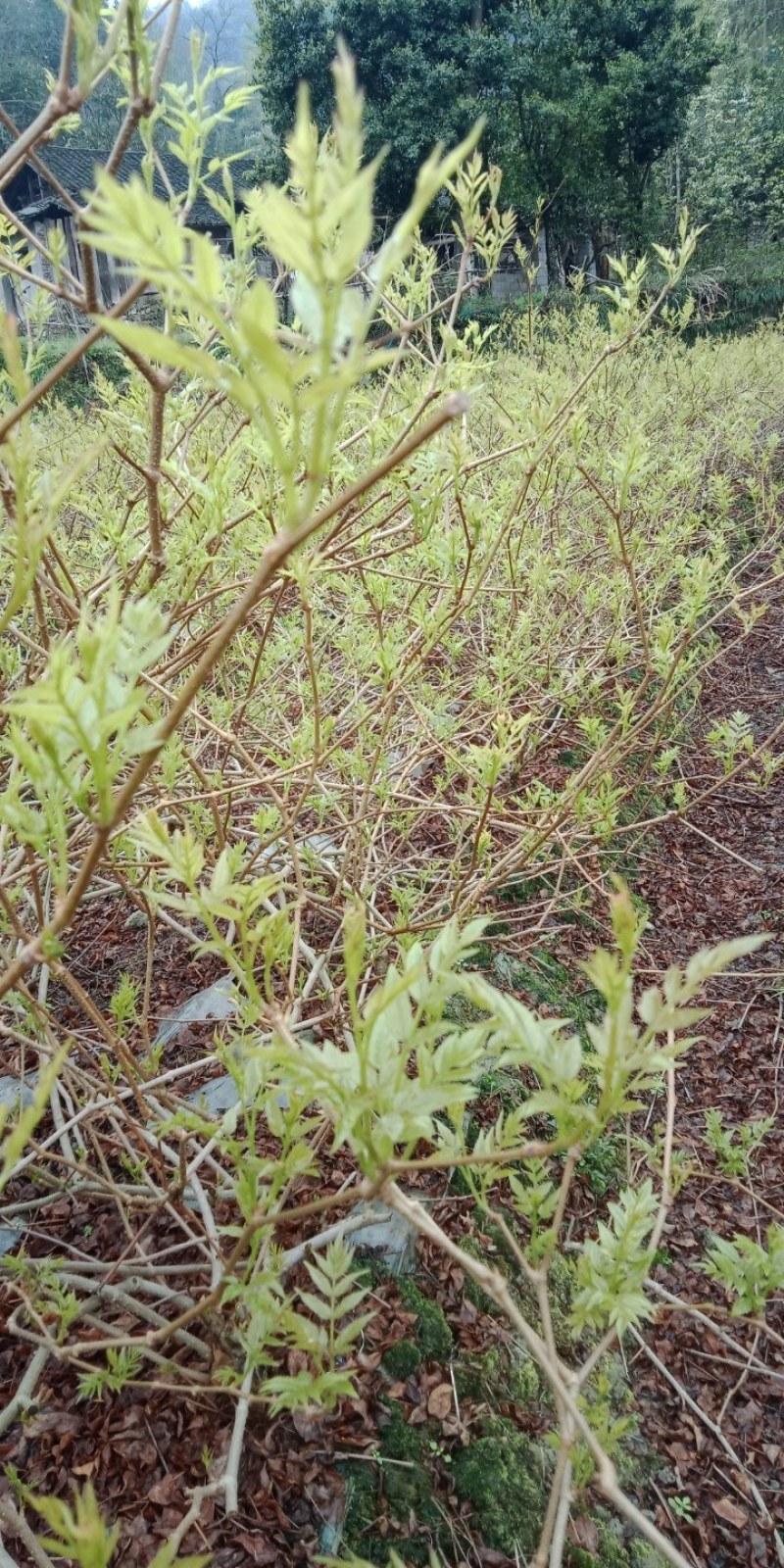 我想卖莓茶