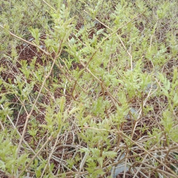 我想卖莓茶