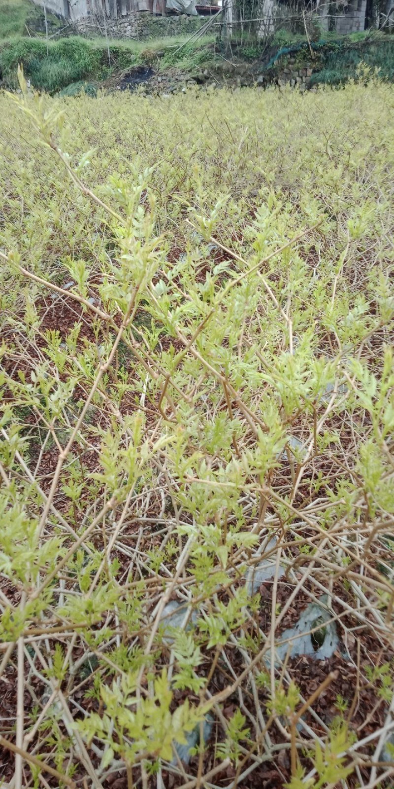 我想卖莓茶