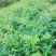 我想卖莓茶