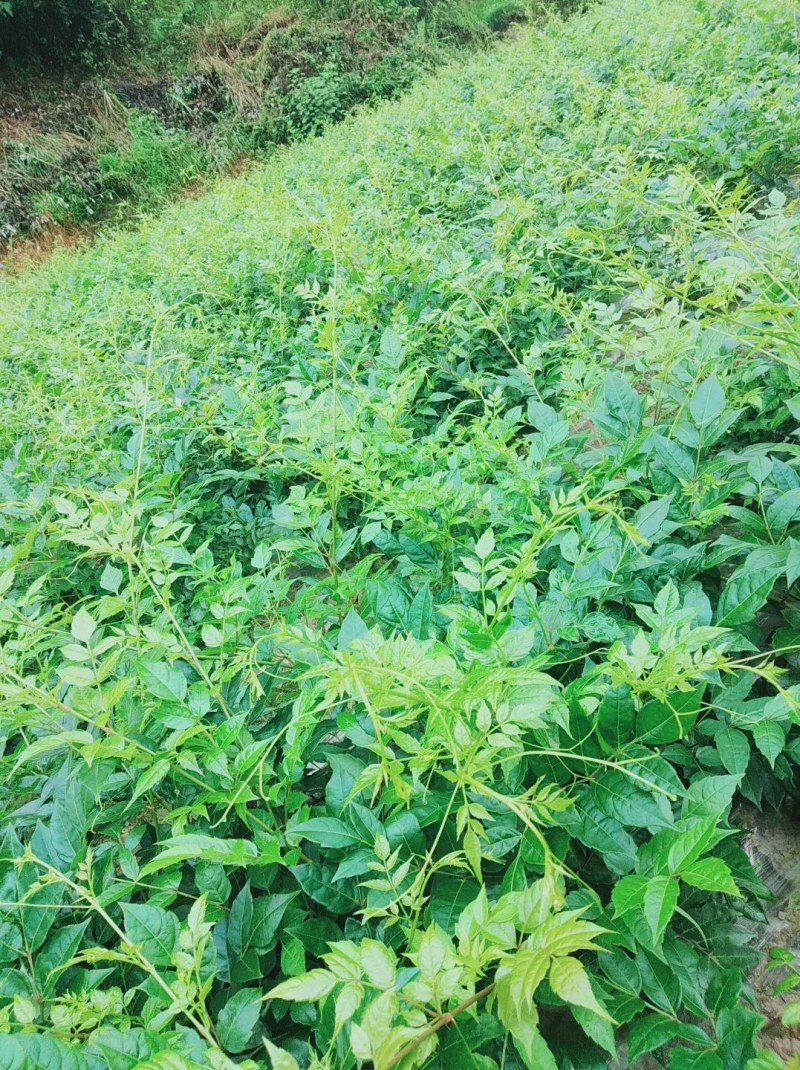 我想卖莓茶