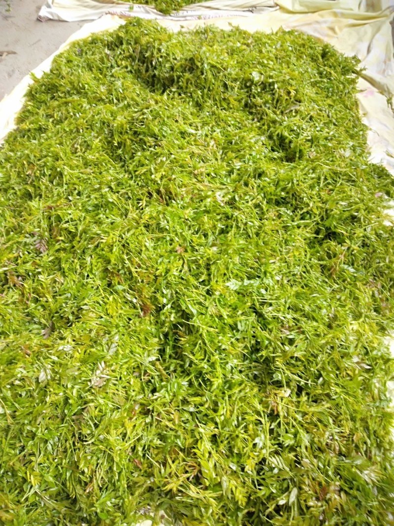 我想卖莓茶