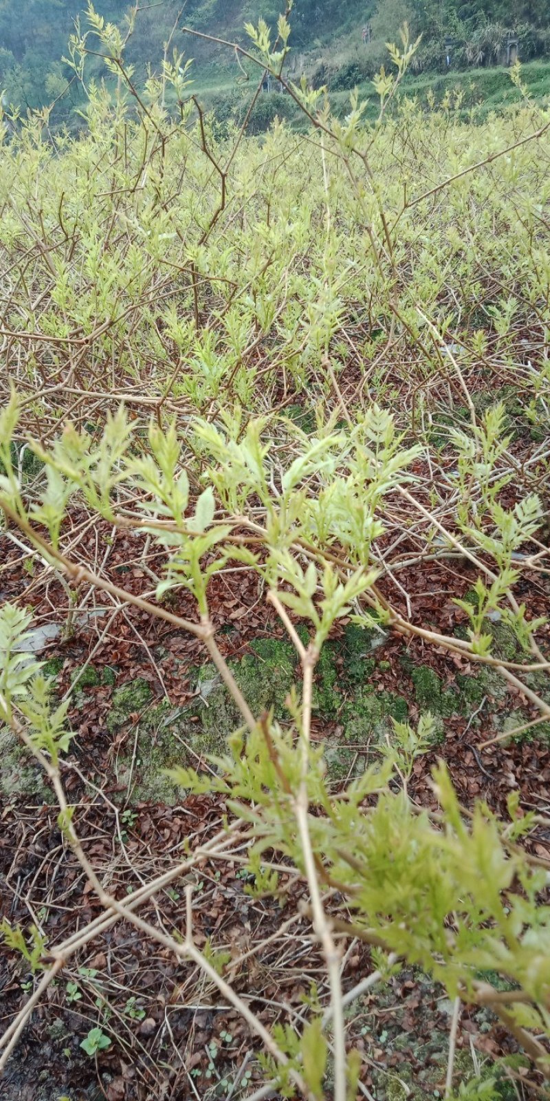 我想卖莓茶