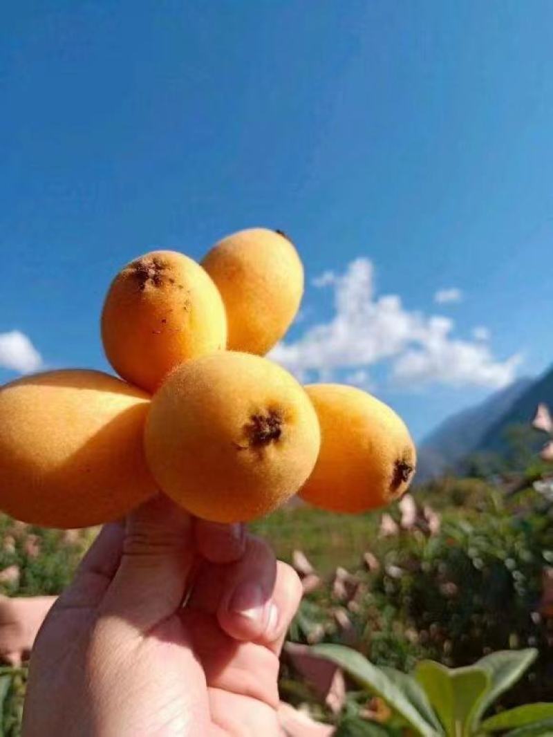 四川五星枇杷，个大味浓电商批发的精选货品，几千万斤的量