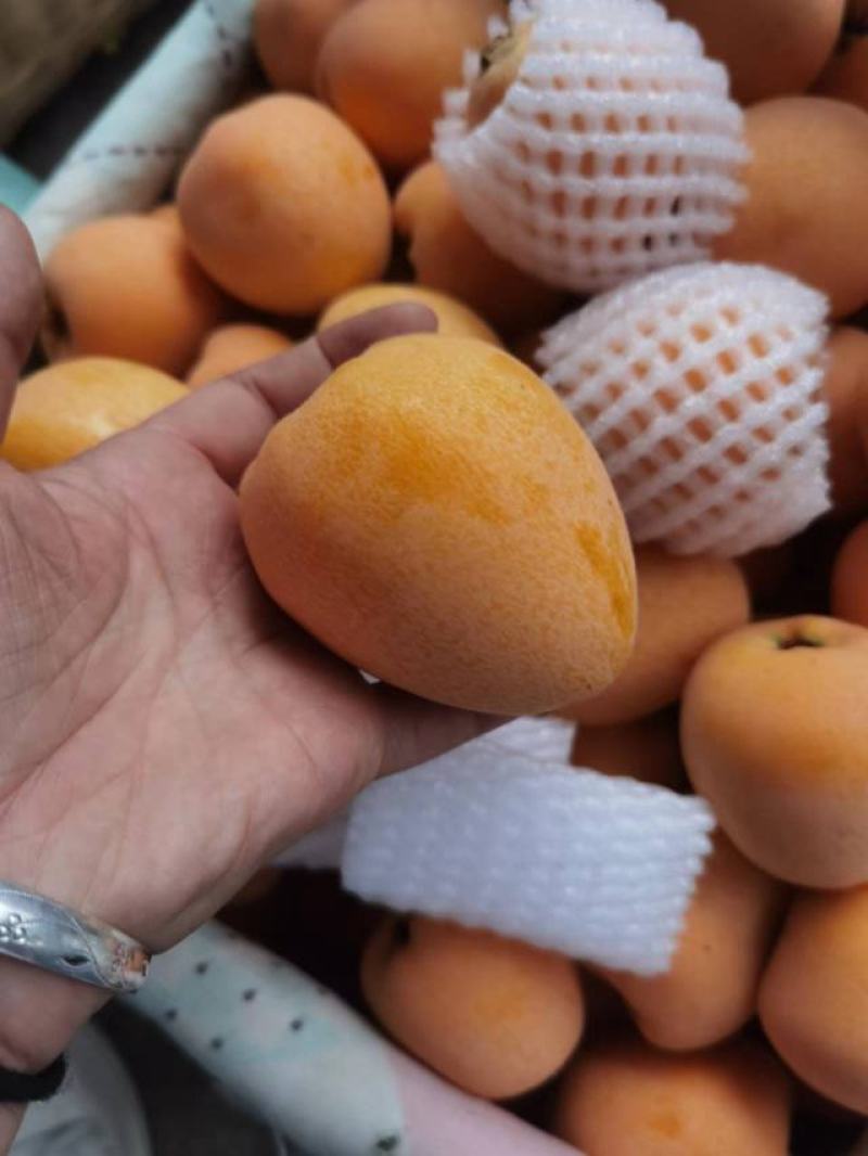 四川五星枇杷，个大味浓电商批发的精选货品，几千万斤的量