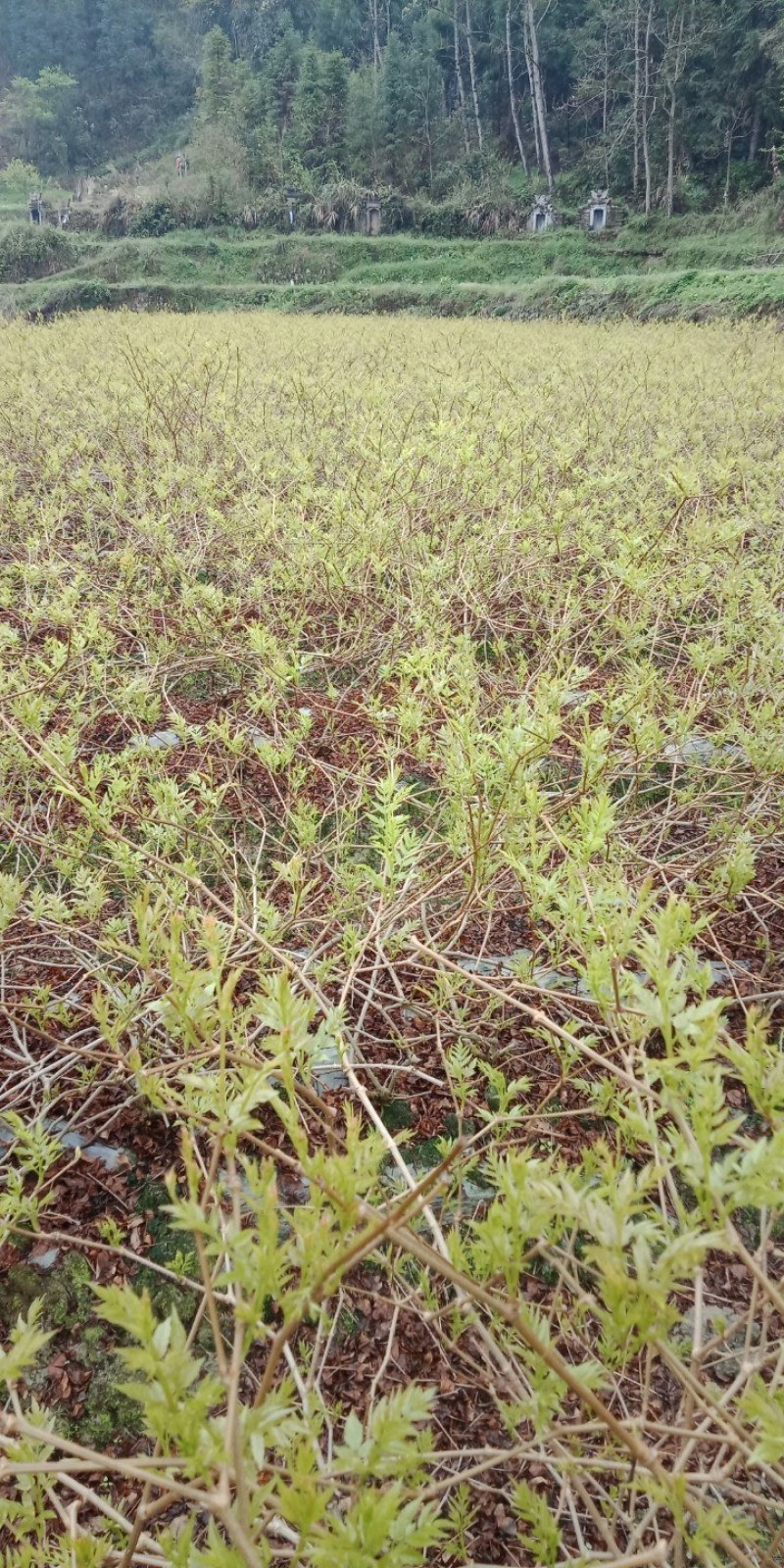 藤茶也叫做莓茶可以还解感冒喉咙痛咽喉炎