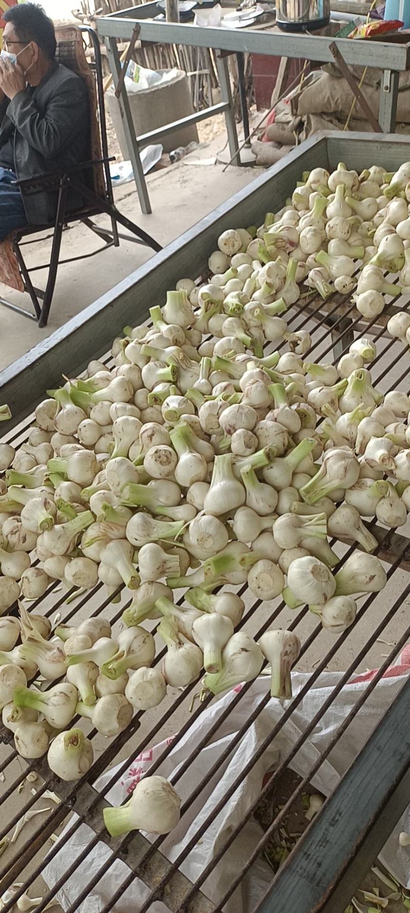 扒皮蒜，干蒜，河南大蒜大量上市，欢迎需要的老板联系