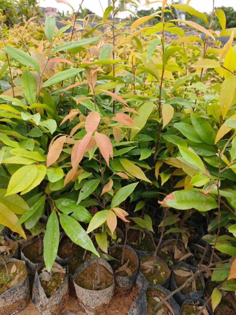 红椎造林苗木广东增城苗圃直接供应量大从优可视频产地看货