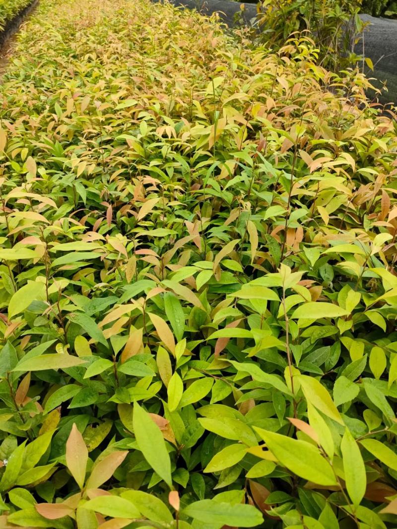 红椎造林苗木广东增城苗圃直接供应量大从优可视频产地看货